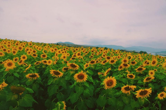 The-flowers-flowers-flowers-flowers-trees-in-central-Vietnam