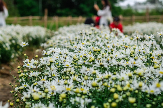 The-flowers-flowers-flowers-flowers-trees-in-central-Vietnam